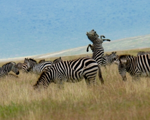 Africa-2018-Ngorongoro5
