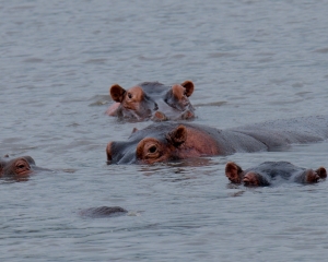 Ngorongoro Conservation Area, Tanzania