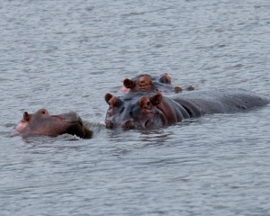 Africa-2018-Ngorongoro8