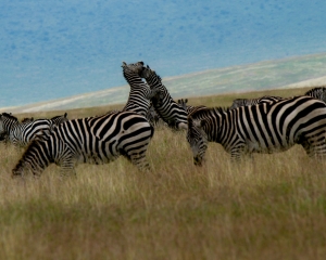 Ngorongoro Conservation Area, Tanzania