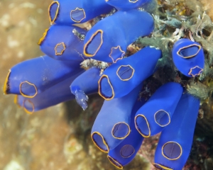 Blue Bell Tunicates