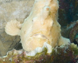 Giant Frogfish