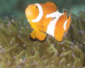 Clownfish