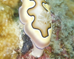 Nudibranch - Chromodoris coi