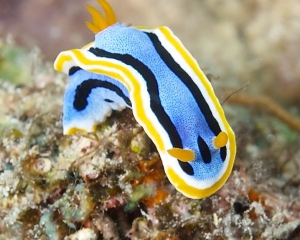 Nudibranch - Chromodoris annae