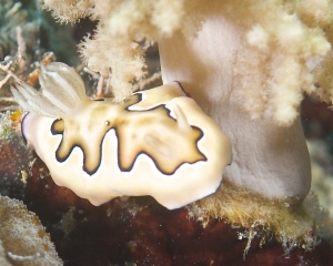 Nudibranch - Chromodoris coi