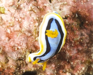 Nudibranch - Chromodoris annae