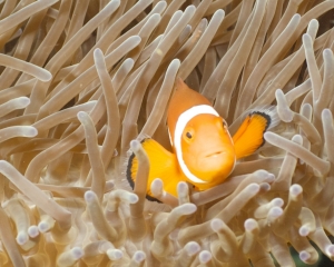 Western clown amemonefish