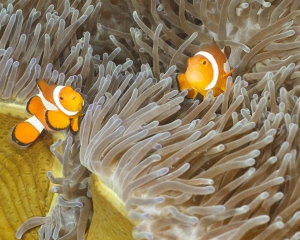 Western clown amemonefish