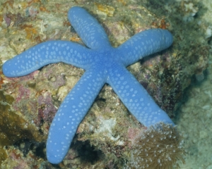 Blue sea star - Linckia laevigata