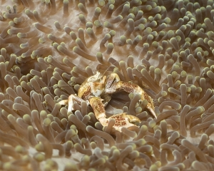 Porcelain crab