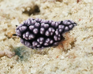 Nudibranch - Phyllidiella pustulosa