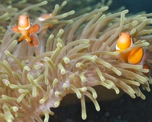 Western clown amemonefish