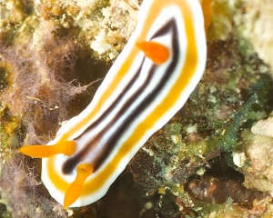Nudibranch-Chromodoris magnifica