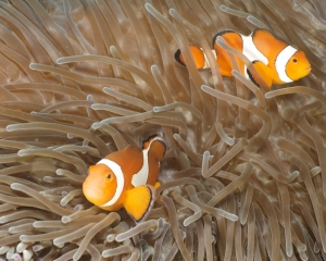 Western clown amemonefish