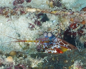 Mantis Shrimp