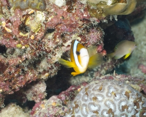 Clark's anemonefish