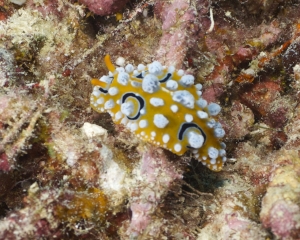 Nudibranch -  Phyllidia Ocellata