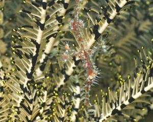 Ornate ghostpipefish