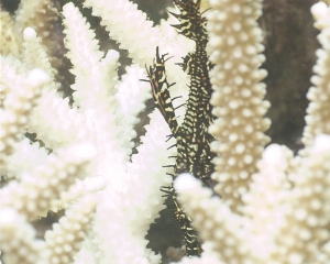 Ornate ghostpipefish