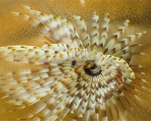 Feather-duster worm