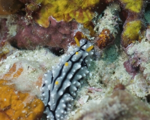 Nudibranch - Phyllidia elegans