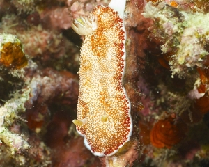 Nudibranch - Chromodoris reticulata