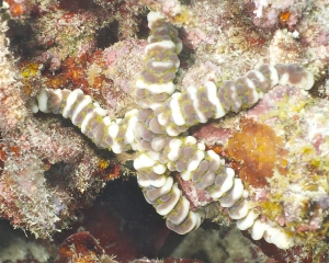 Sea star