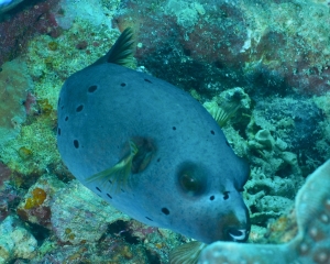 Blackspotted puffer