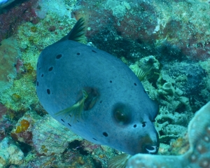 Blackspotted puffer