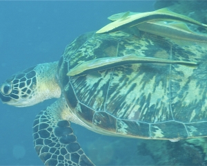 Green turtle