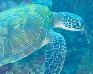 Green turtle