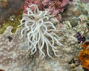 Nudibranch - Phyllodesmium briareum