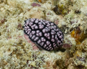 Nudibranch - Phyllidiella pustulosa