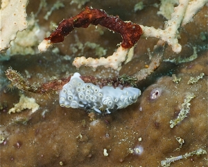 Nudibranch