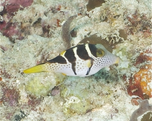 Saddled puffer