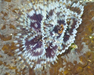 Feather-duster worm