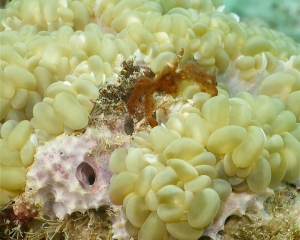 Orangutan crab