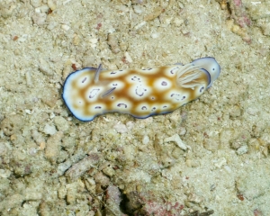 Nudibranch-Chromodoris leopardus