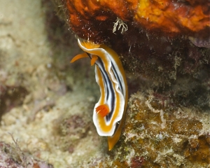 Nudibranch-Chromodoris magnifica