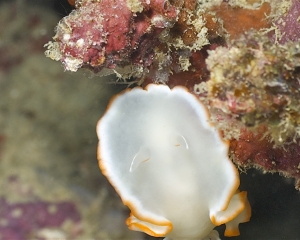 Nudibranch - Ardeadoris egretta