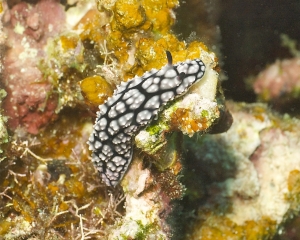 Nudibranch - Phyllidiella lizae
