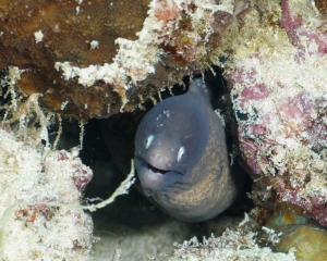 Eel