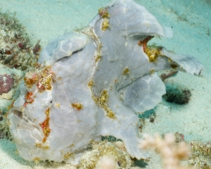 Giant Frogfish