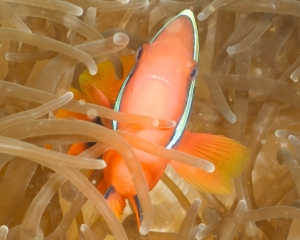 Black anemonefish