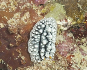 Nudibranch - Phyllidia elegans