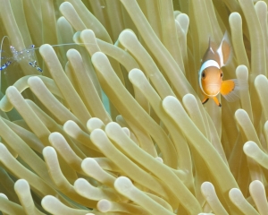 Anemone shrimp and Western clown anemonefish