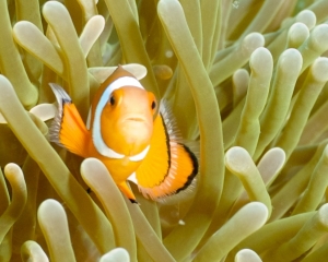 Western clown amemonefish