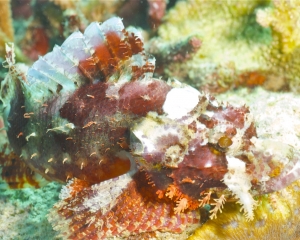 Scorpionfish