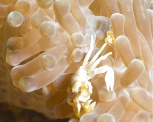 Porcelain crab